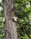 Zwei hölzerne Wegweiser an einem Baum im Wald, nachhaltig befestigt mit LIGNOLOC® Holznägeln von BECK