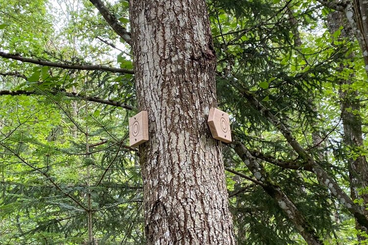 Two wooden trail signs mounted on a tree in the forest, secured sustainably with LIGNOLOC® wooden nails by BECK